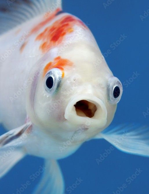 1000_F_253616948_za22DUrpvoM6aBDyPZxXDXf1OVNZFhL4 (1)